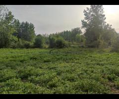فروش زمین باغی به متراژ 8500 متر در آستانه اشرفیه روستای نازکسرا - تصویر 5
