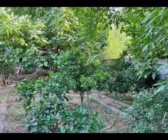 فروش ویلا باغ 600 متری با انواع درخت میوه به صورت مبله در شهر سیاهکل - تصویر 4