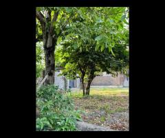 فروش ویلا باغ 600 متری با انواع درخت میوه به صورت مبله در شهر سیاهکل - تصویر 5