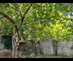 فروش ویلا باغ 600 متری با انواع درخت میوه به صورت مبله در شهر سیاهکل - تصویر 6
