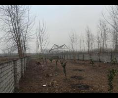 فروش 950 متر زمین مسکونی بر آسفالت در روستای نازکسرا آستانه - تصویر 9
