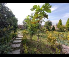ویلا باغ 1400متری ، با کلی درختان میوه و محوطه سازی شده در شهر لولمان - تصویر 6